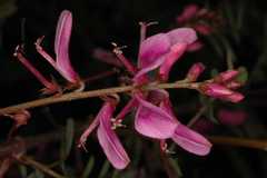 Hedysarum kumaonense